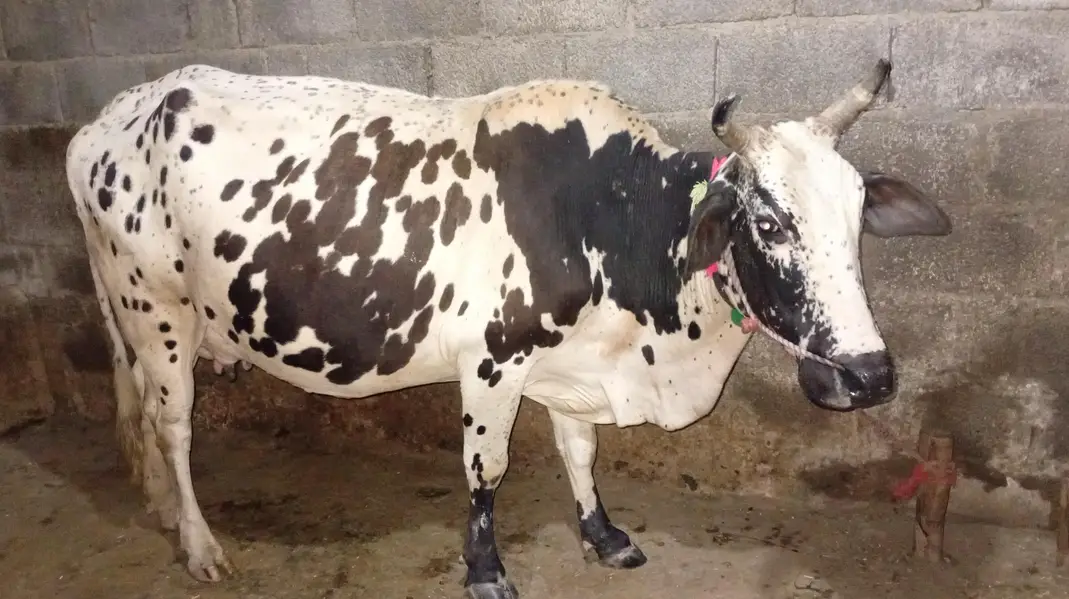 New Cow for Sale