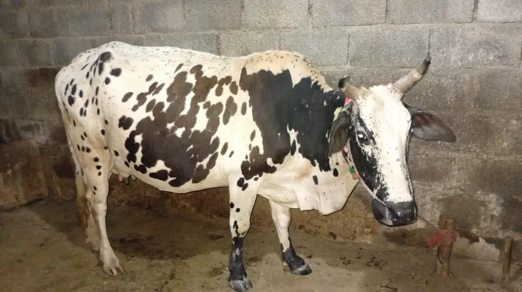 New Cow for Sale — photo 2