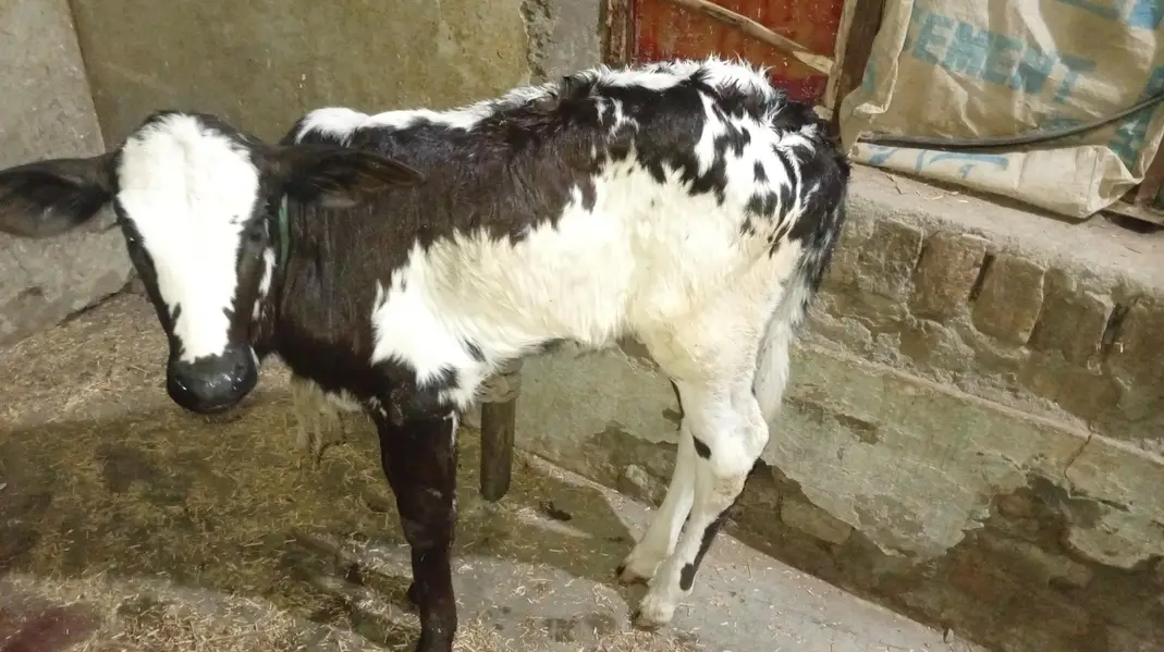 New Cow for Sale — photo 3