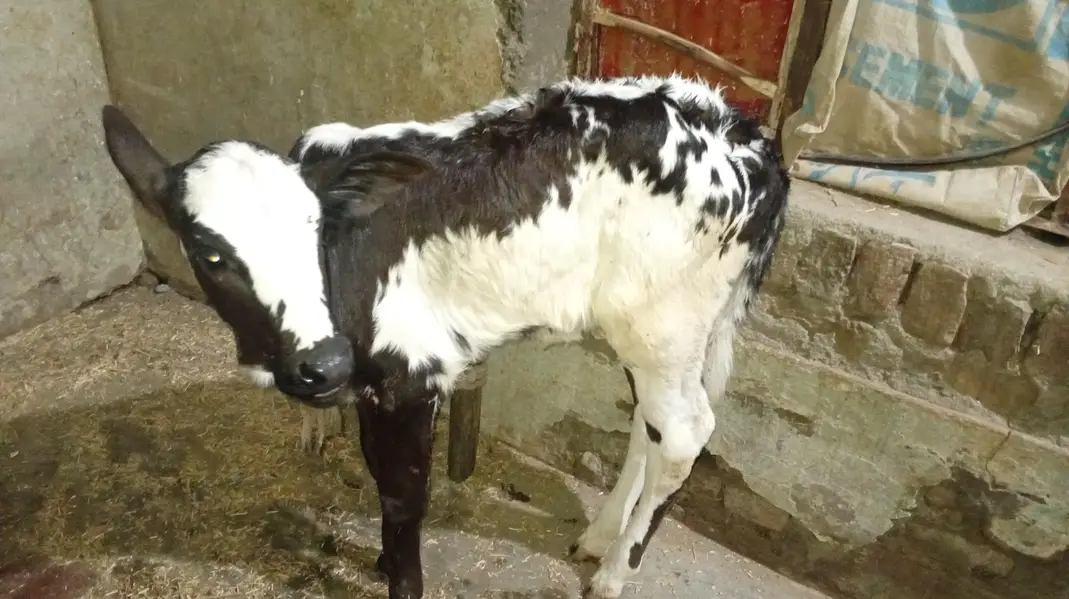 New Cow for Sale — photo 4