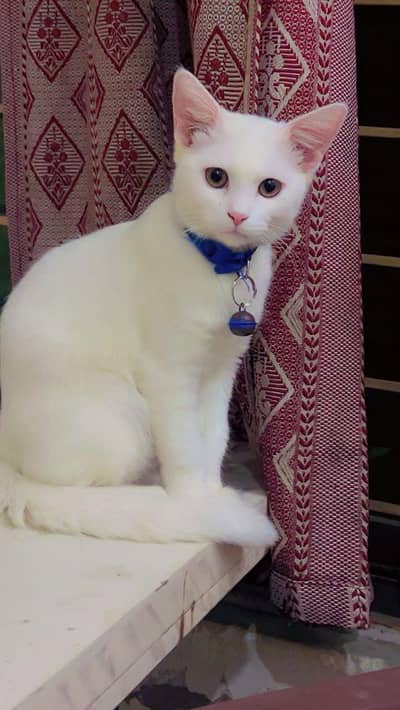 White cat