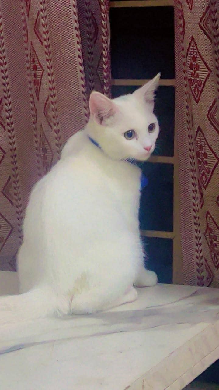 White cat 1