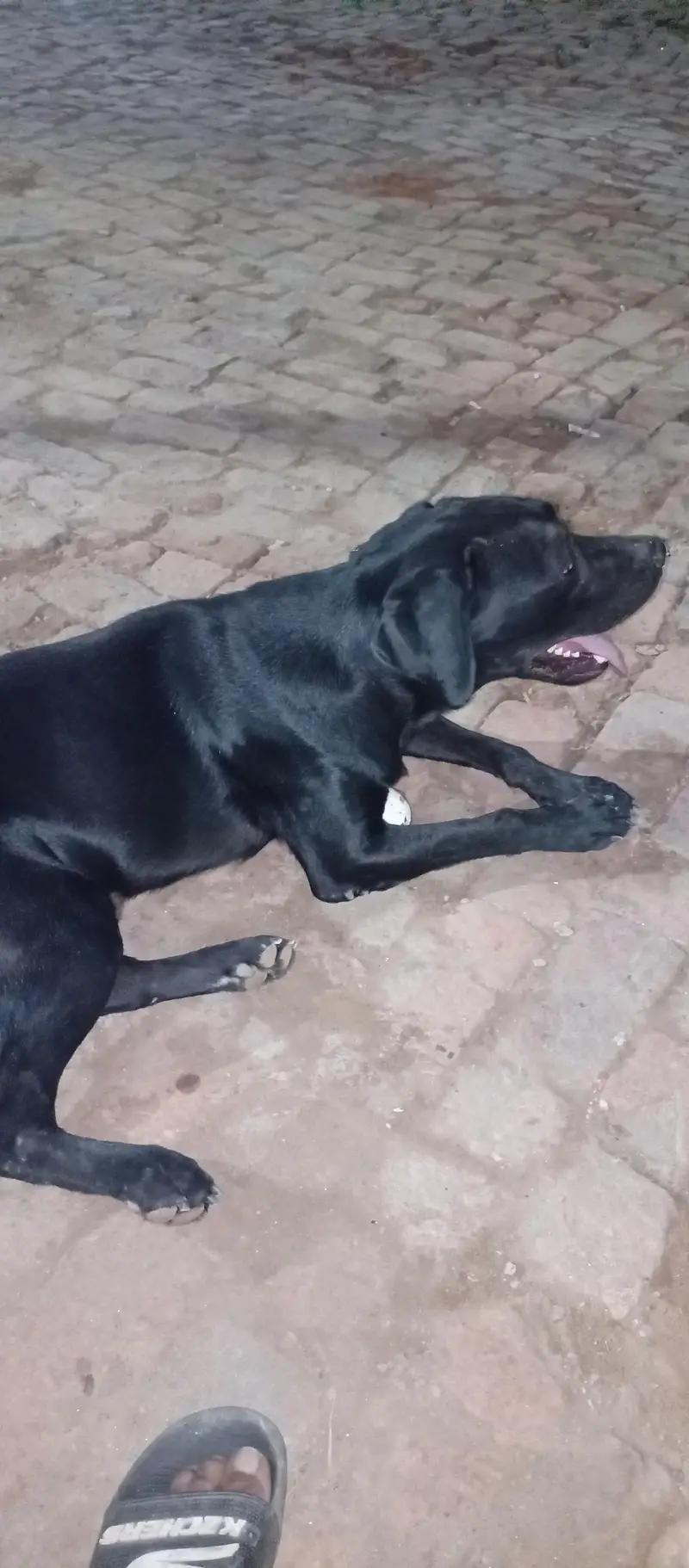 Labrador dog butifull dog
