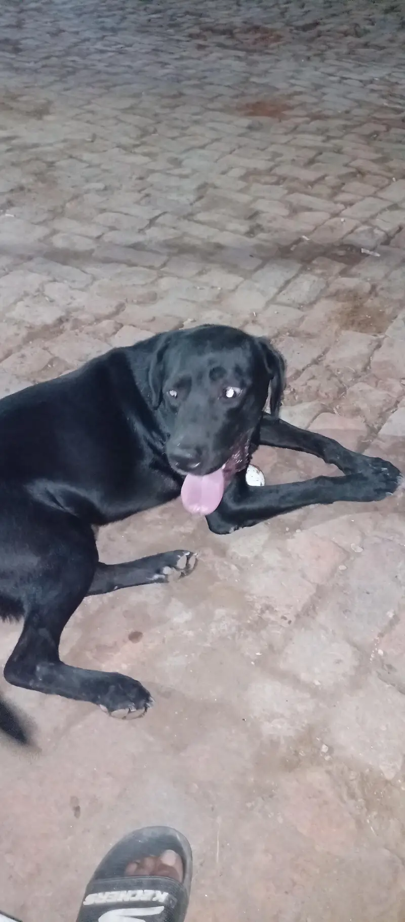 Labrador dog butifull dog — photo 2