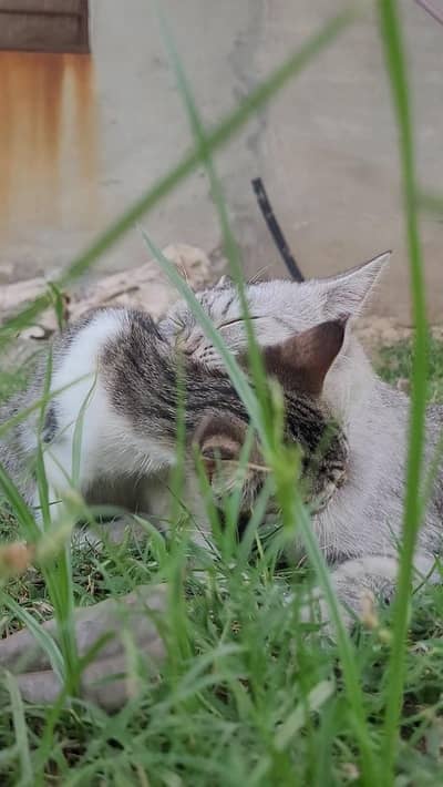 Cute Cat & Kitten for Sale  | Healthy & Adorable