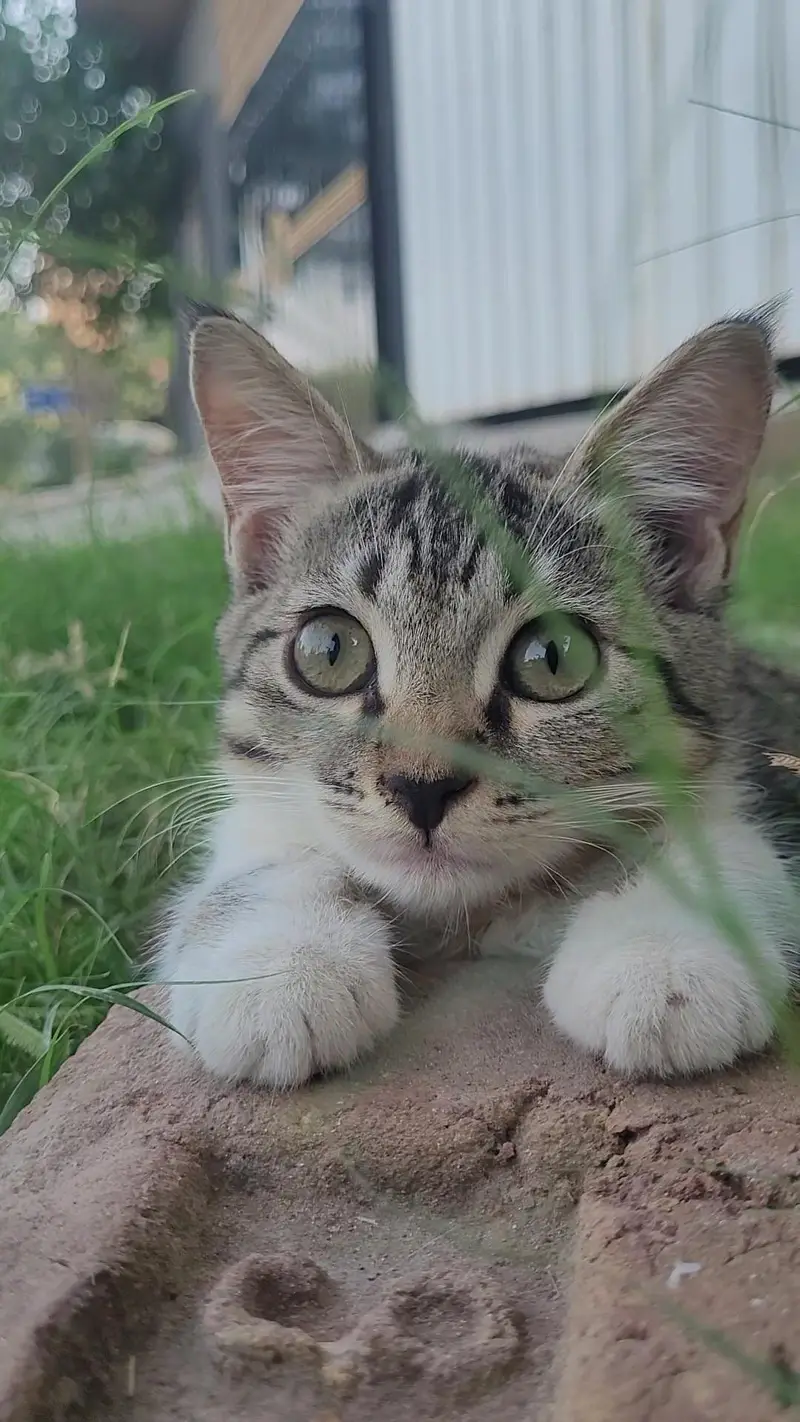 Cute Cat & Kitten for Sale  | Healthy & Adorable — photo 2