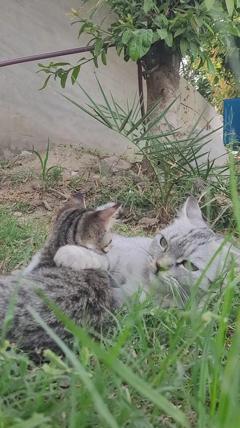 Cute Cat & Kitten for Sale  | Healthy & Adorable — photo 3
