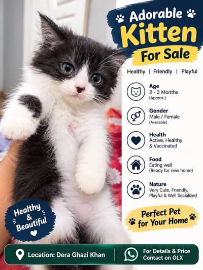 Cute Black & White Fluffy Kitten for Sale in Dera Ghazi Kha