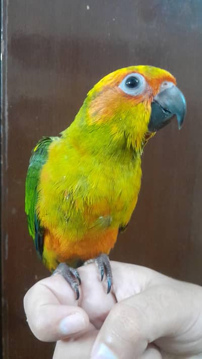 [Sun conure] [blue monk]
