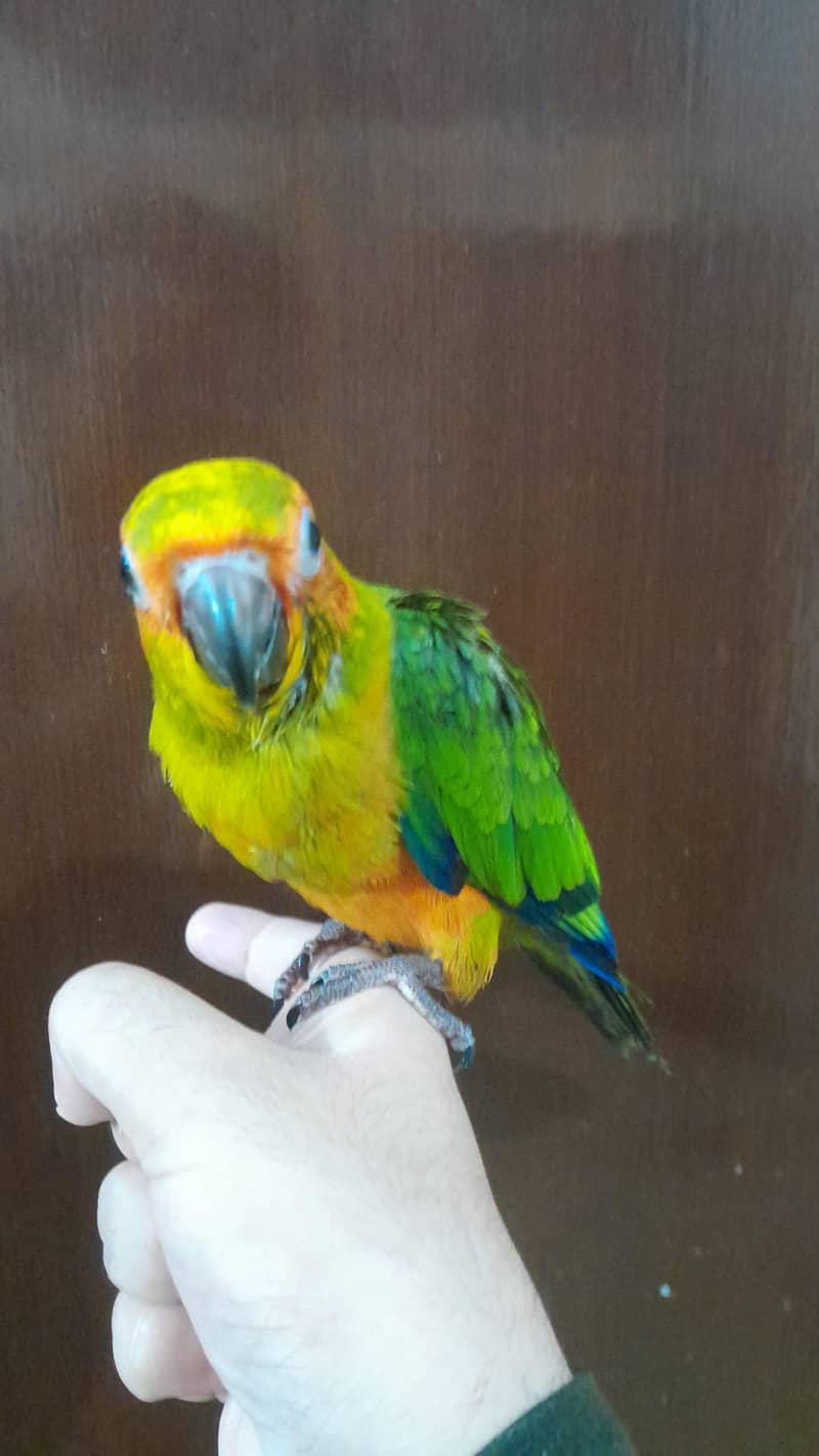 conure 1