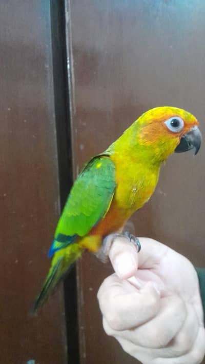 conure