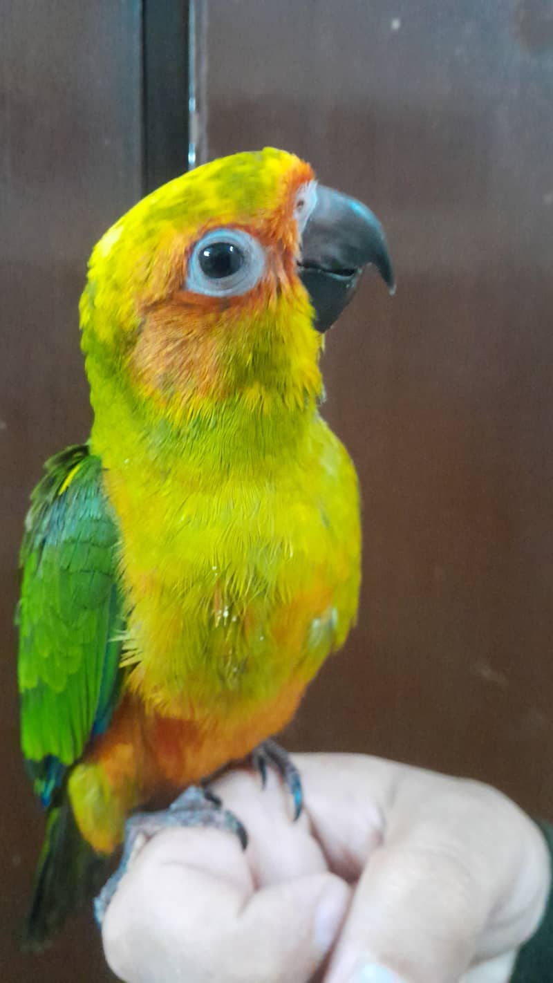 conure 2