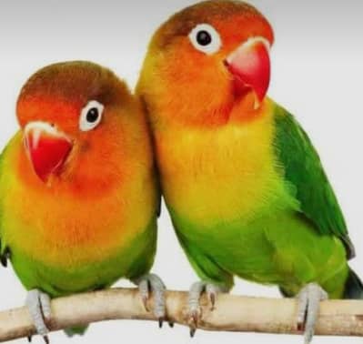 lovebirds
