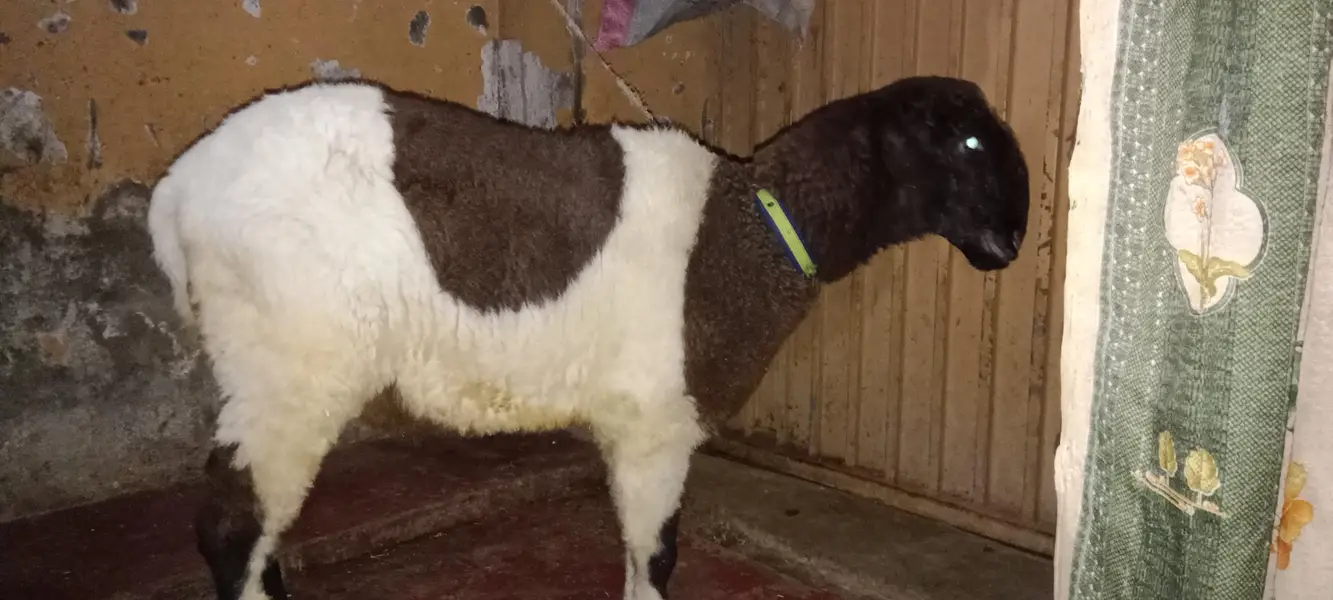 Mundra breed