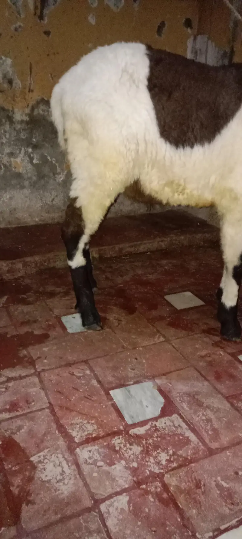 Mundra breed — photo 2