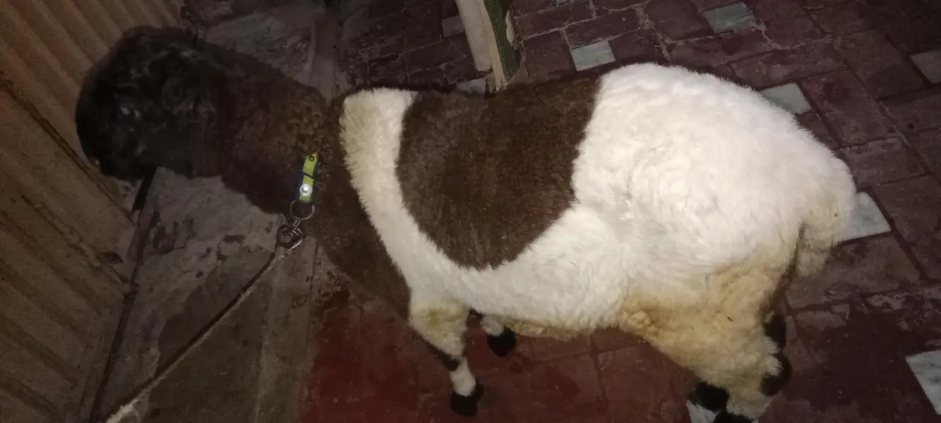 Mundra breed — photo 3