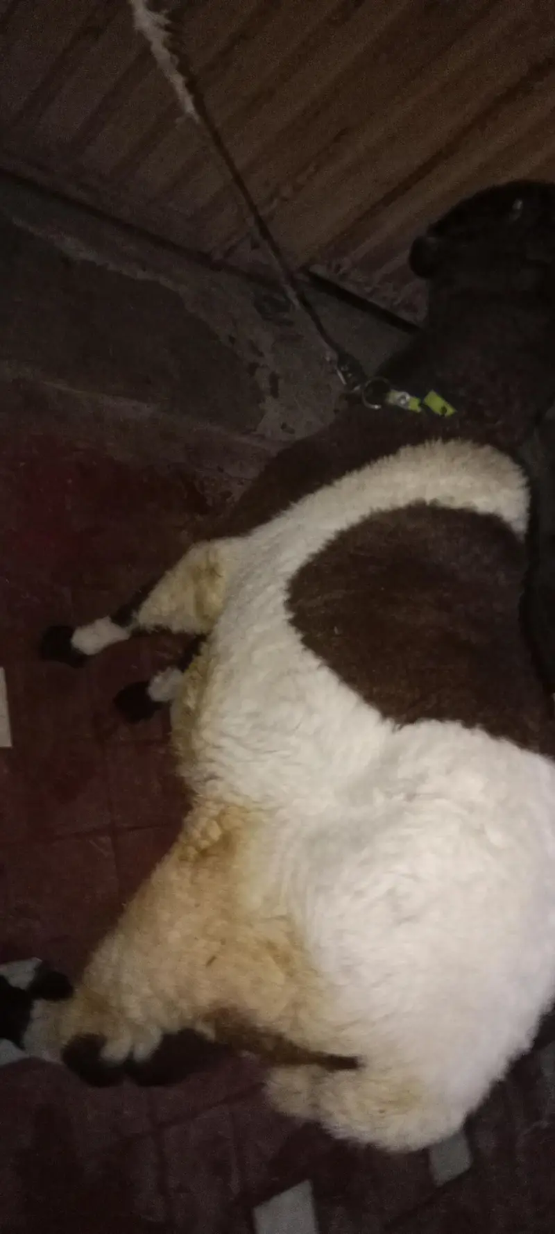 Mundra breed — photo 4