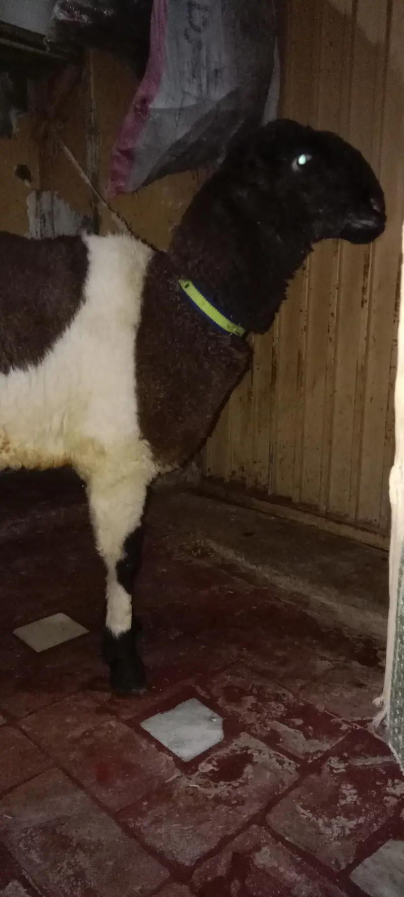 Mundra breed — photo 5