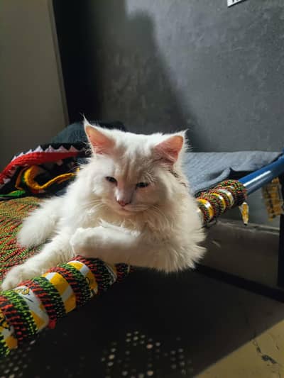 Beautiful White Cat for Sale | Fluffy & Cute