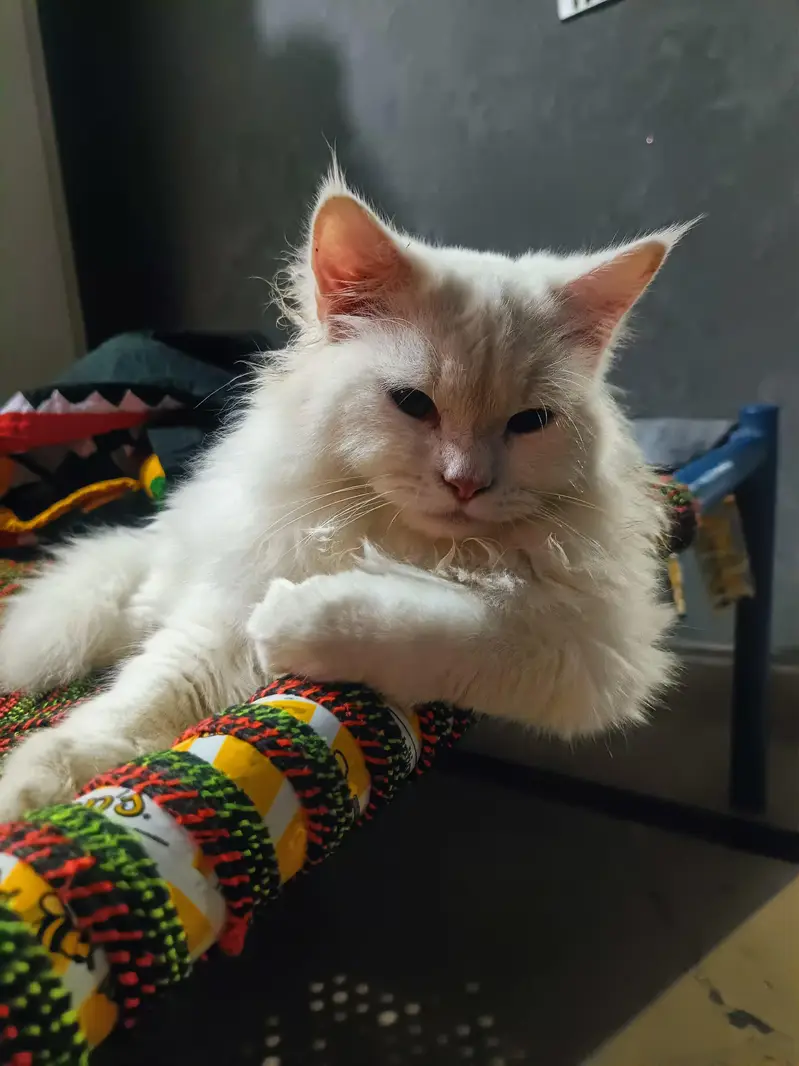 Beautiful White Cat for Sale | Fluffy & Cute — photo 2