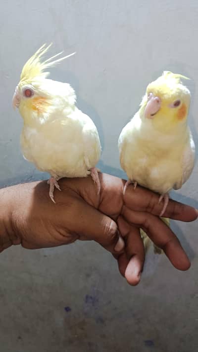 tamp cream pair. eno and cream pair love bird pair and dove pair
