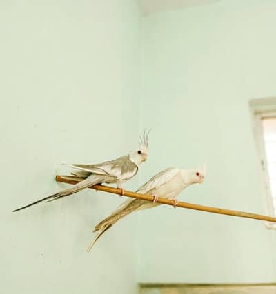 Fallow Cockatiel Pair