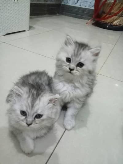 Persian kittens| Triple Coated |Punch Face _whatsap 03023336605