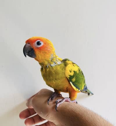 SunConure chick available
