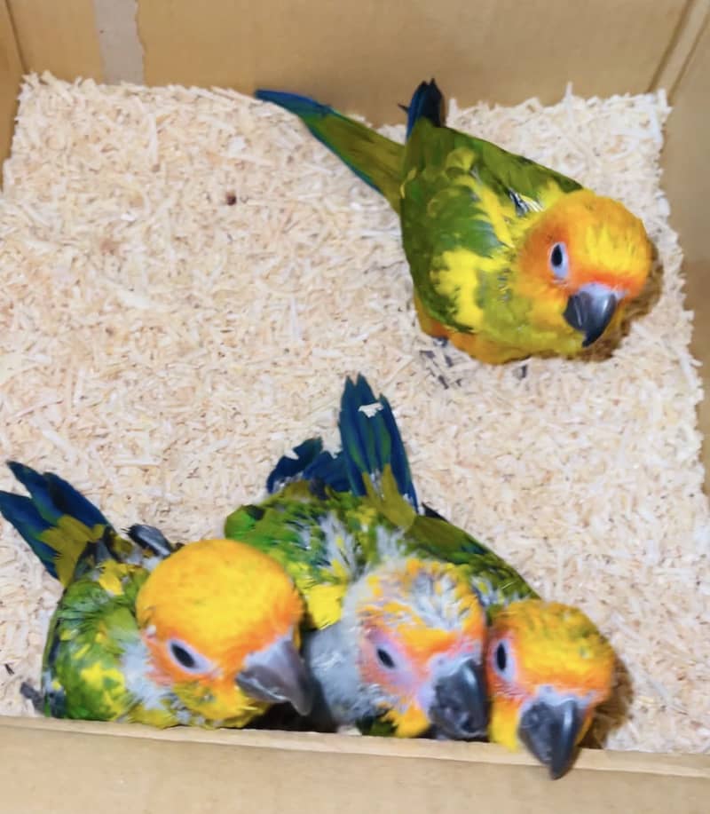 SunConure chick available 1