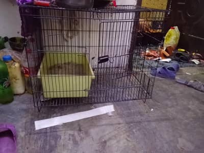 cat pinjera