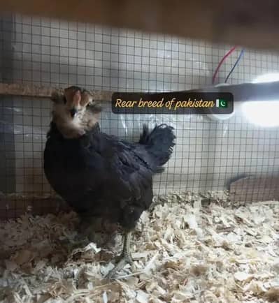 Ameraucana blue & green eggs layer Fertilized eggs & chiks available