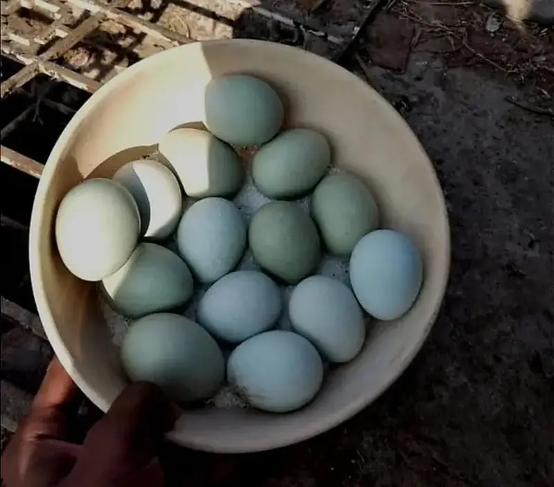 Ameraucana blue & green eggs layer Fertilized eggs & chiks available — photo 2