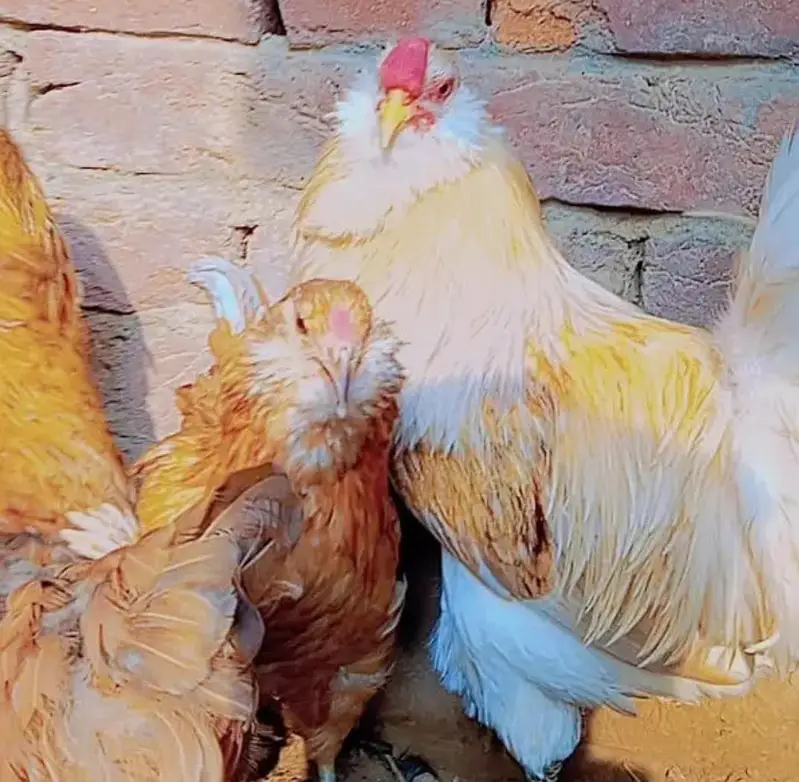 Ameraucana blue & green eggs layer Fertilized eggs & chiks available — photo 3