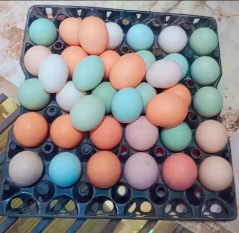 Ameraucana blue & green eggs layer Fertilized eggs & chiks available — photo 4