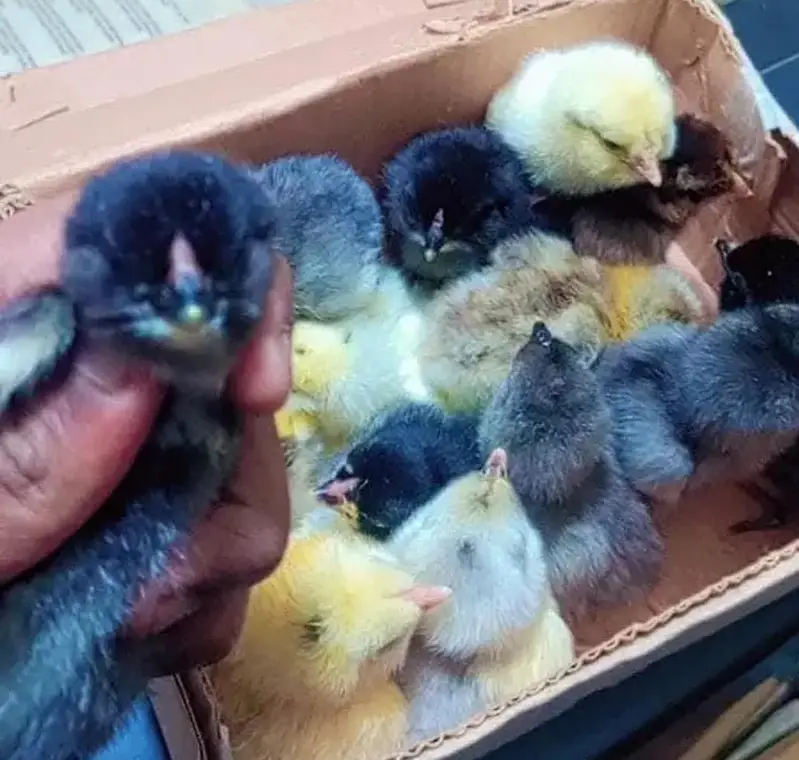Ameraucana blue & green eggs layer Fertilized eggs & chiks available — photo 6