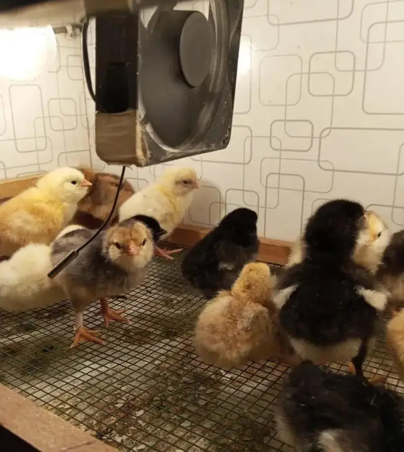 Ameraucana blue & green eggs layer Fertilized eggs & chiks available — photo 7