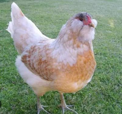 Ameraucana blue & green eggs layer Fertilized eggs & chiks available