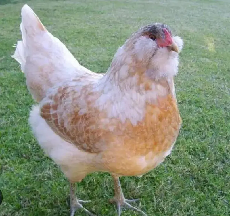 Ameraucana blue & green eggs layer Fertilized eggs & chiks available — photo 8