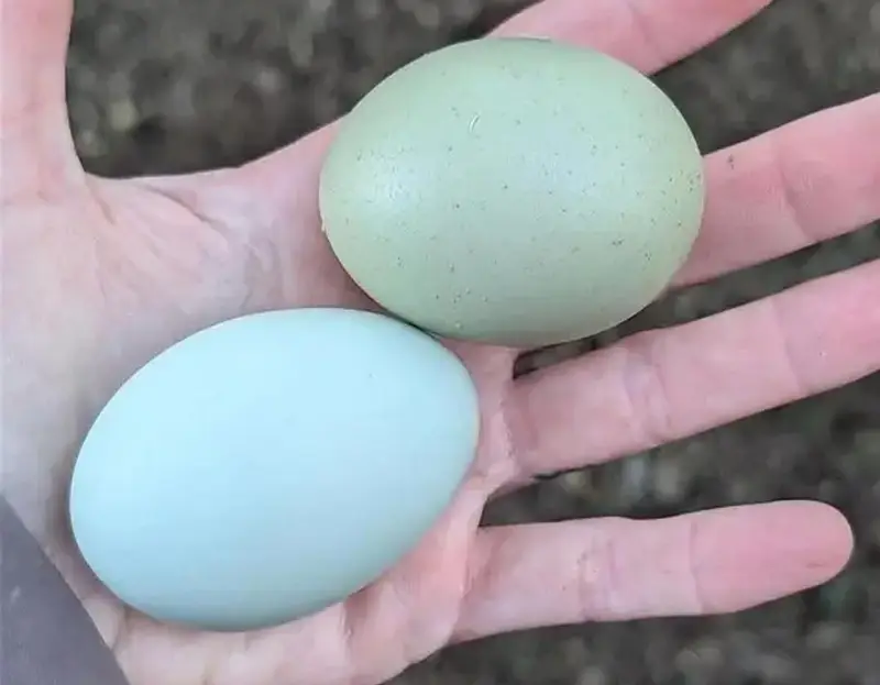 Ameraucana blue & green eggs layer Fertilized eggs & chiks available — photo 9