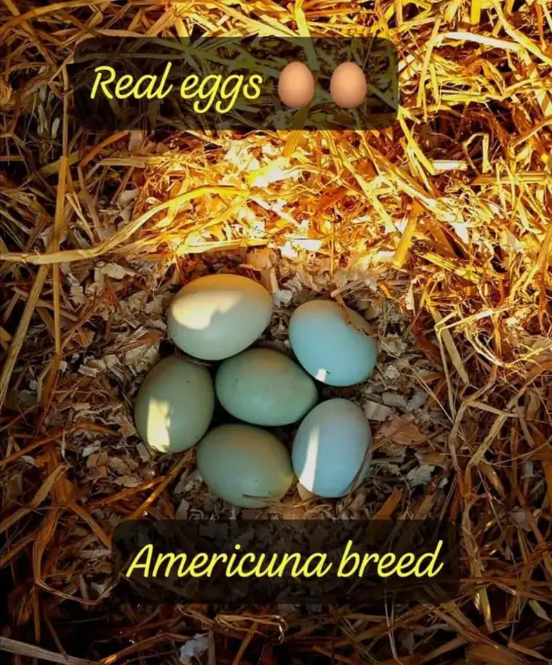 Ameraucana blue & green eggs layer Fertilized eggs & chiks available — photo 10