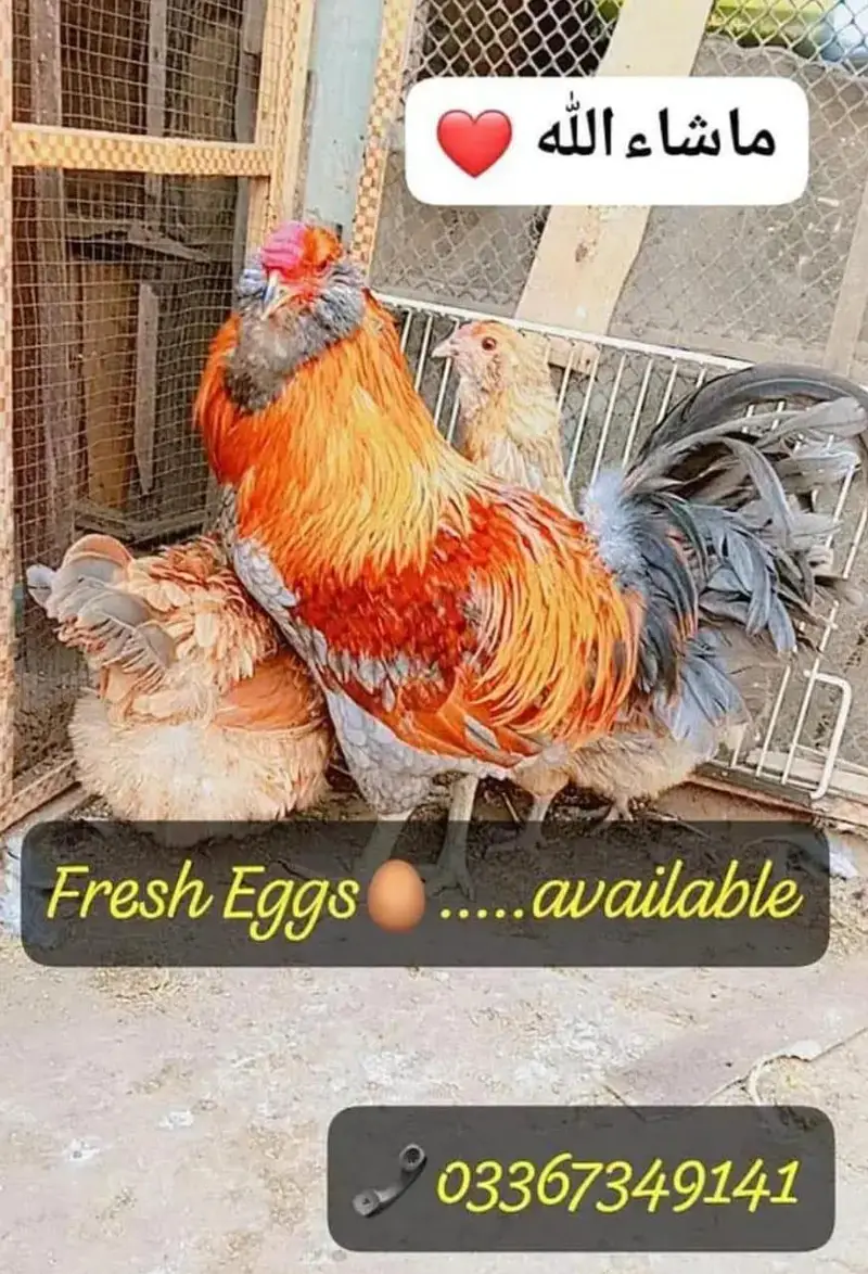 Ameraucana blue & green eggs layer Fertilized eggs & chiks available — photo 12