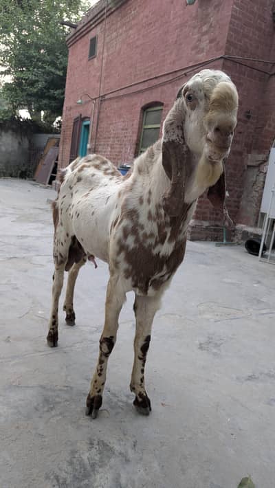 Goat For Sale / Bakra / Makhi cheeni Bakra