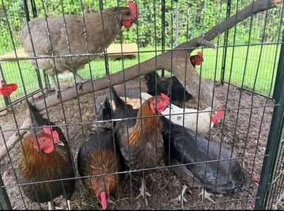 House breed good health care