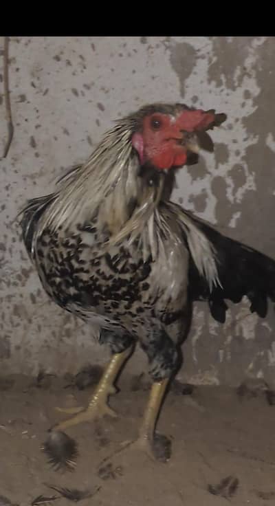 aseel Desi cross male/aseel chicks/ aseel/ aseel patha/ mianwali