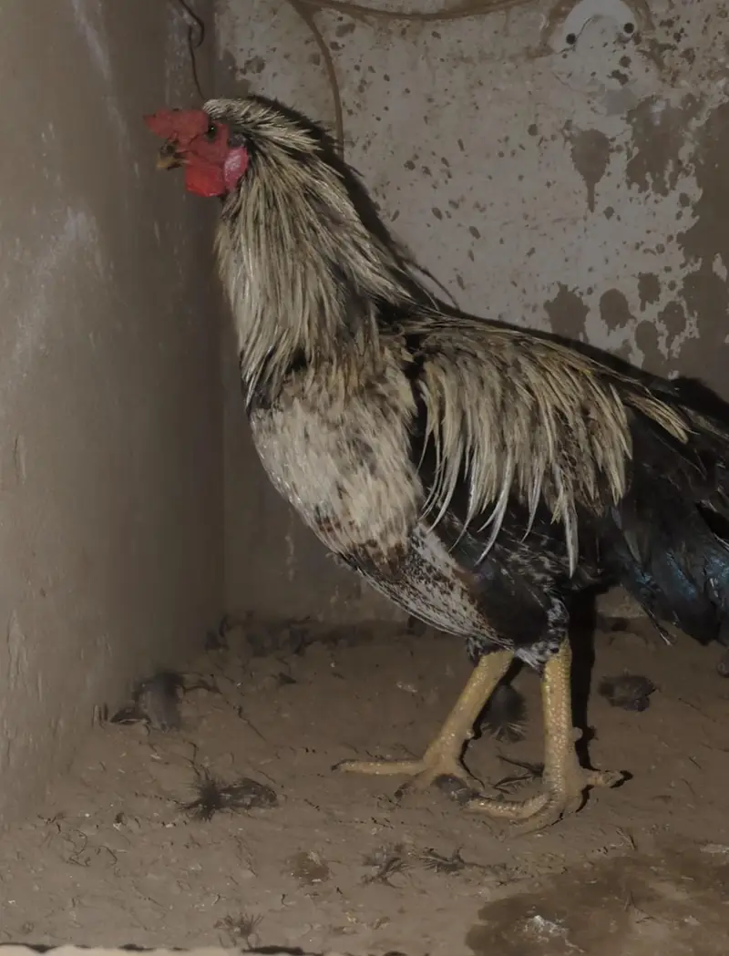 aseel Desi cross male/aseel chicks/ aseel/ aseel patha/ mianwali — photo 2