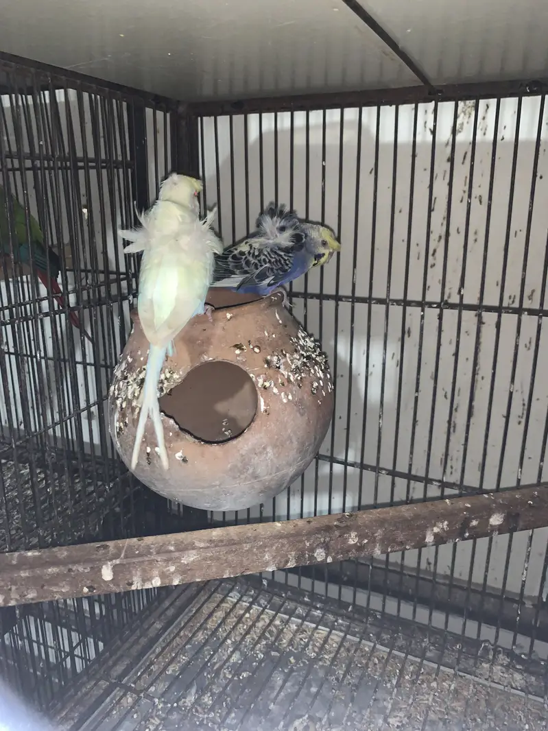 Australian red eyes for sale — photo 3