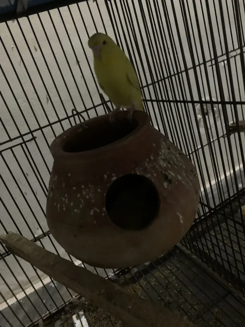 Australian red eyes for sale — photo 5