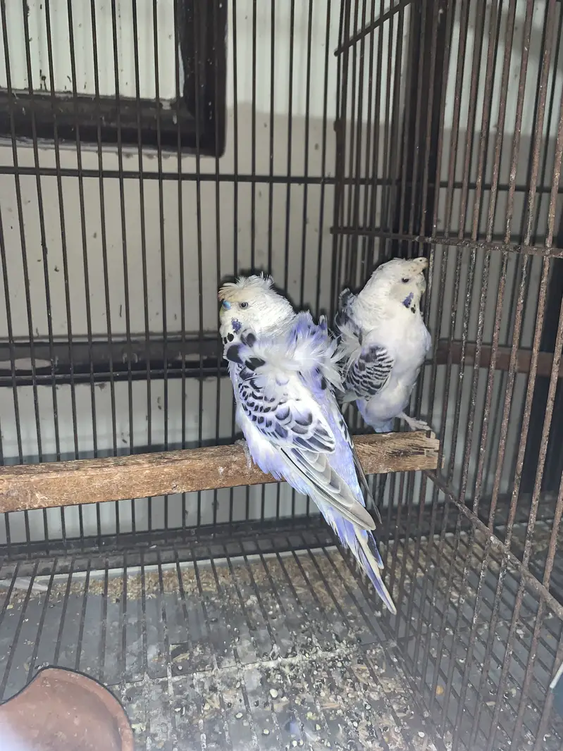 Australian red eyes for sale — photo 7