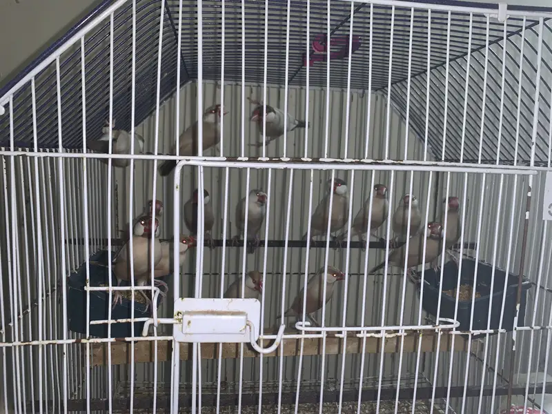 Australian red eyes for sale — photo 10