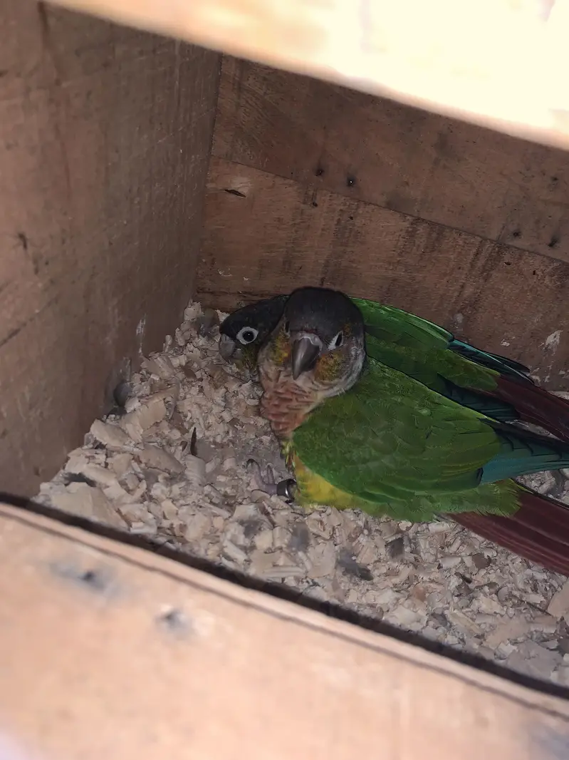 Australian red eyes for sale — photo 12
